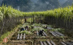 许伟明：崇左寻糖