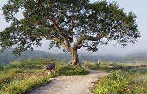 清远：清风徐来，乡愁不远