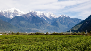 中国海拔最高的茶园：探寻西藏林芝的“茶叶+”之路