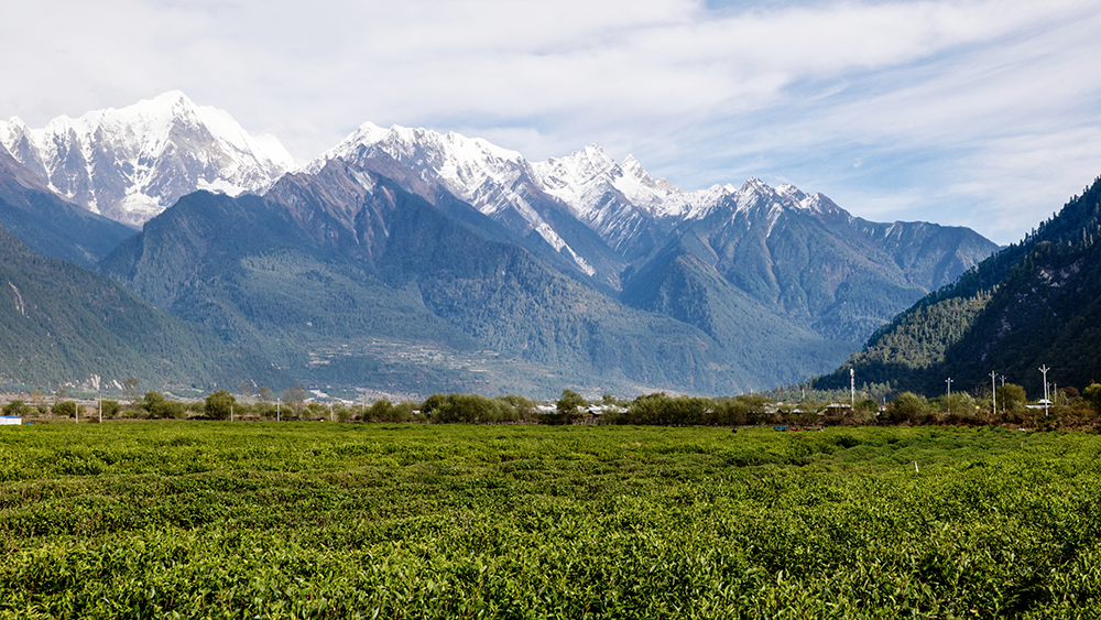 中国海拔最高的茶园：探寻西藏林芝的“茶叶+”之路这和那文化